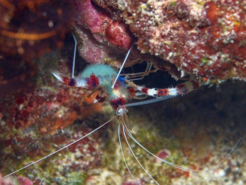 Shrimp, Coral Fan Garden